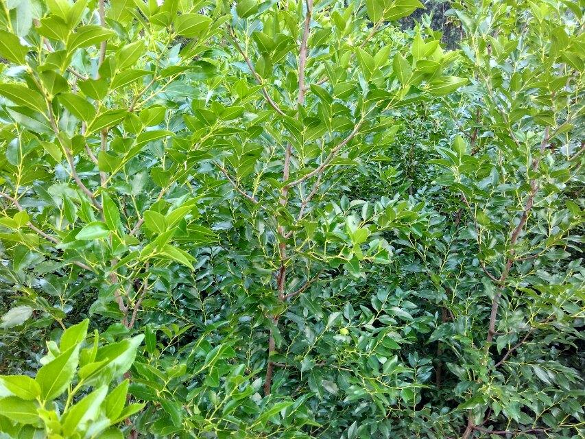 锌硒宝压片糖（锌硒宝压片糖果有什么功效作用）-硒宝网