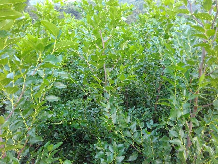 锌硒宝压片糖（锌硒宝压片糖果有什么功效作用）-硒宝网