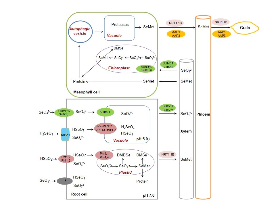 蛋白型锌硒宝（蛋白锌宝型硒含量标准）-硒宝网