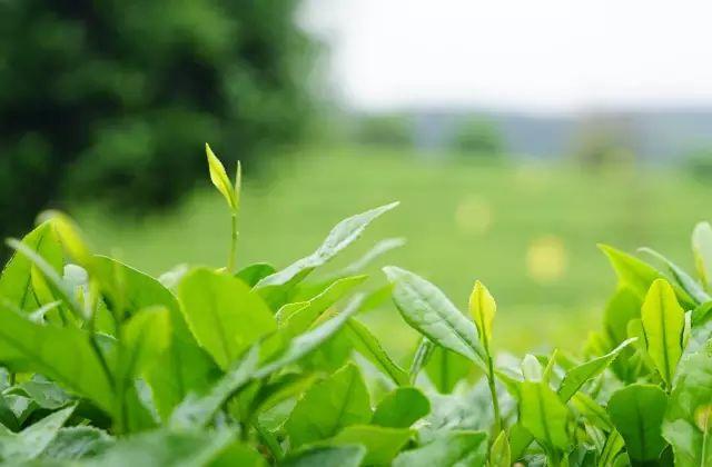 锌硒宝片如何(锌硒宝片有副作用吗)-硒宝网