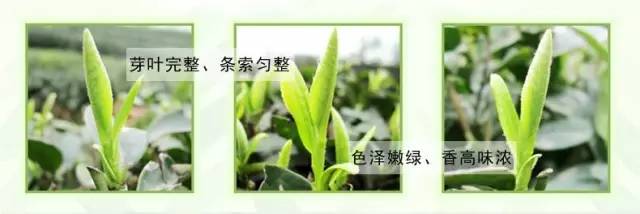 锌硒宝片如何(锌硒宝片有副作用吗)-硒宝网