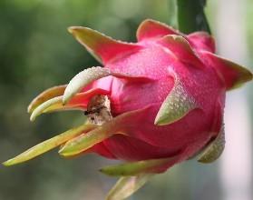 火龙果补铁吗（补铁剂可以和火龙果一起吃吗）-硒宝网