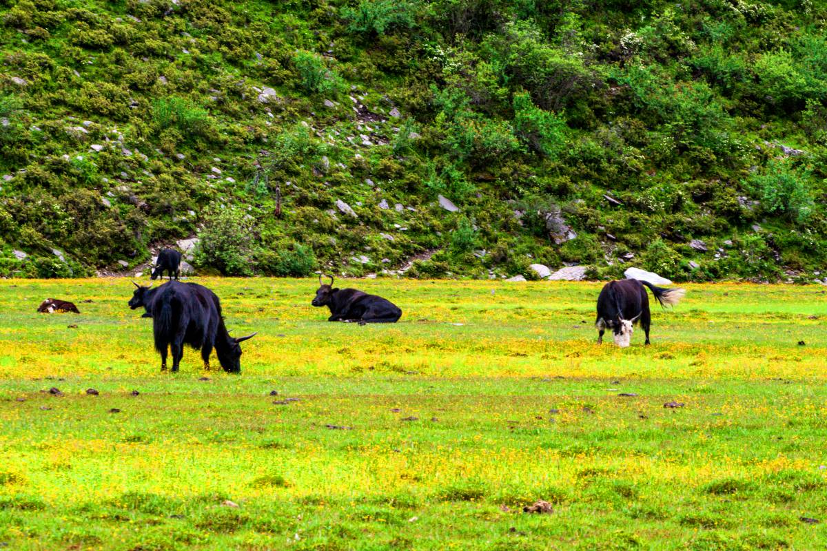 吃锌硒宝牙疼(锌硒宝咀嚼片可以吞服吗)-硒宝网