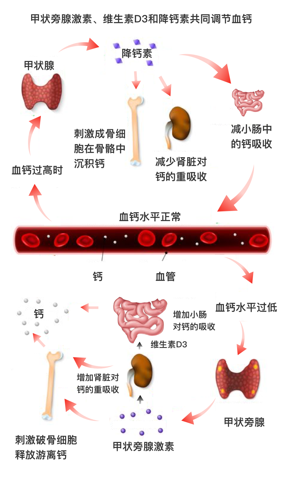 肾宝加锌硒宝(锌宝加硒肾宝片的功效)-硒宝网
