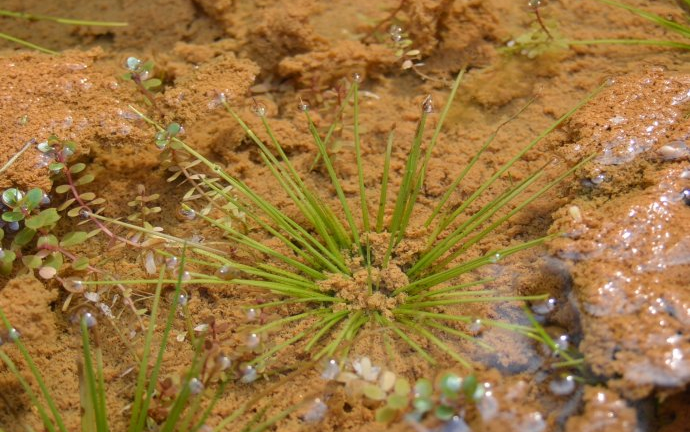 锌硒宝能衰老(锌硒宝可以增强免疫力吗)-硒宝网