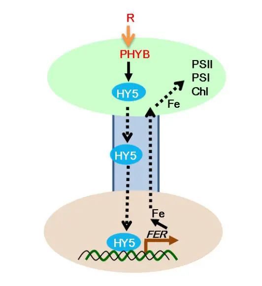 补铁补多了的副作用（补铁的副作用有哪些）-硒宝网