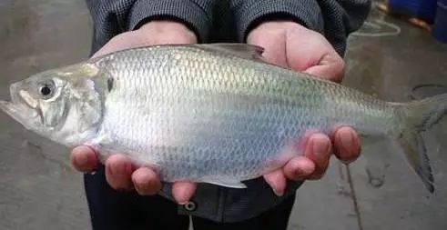 吃鱼补钙吗(哪种鱼补钙)-硒宝网