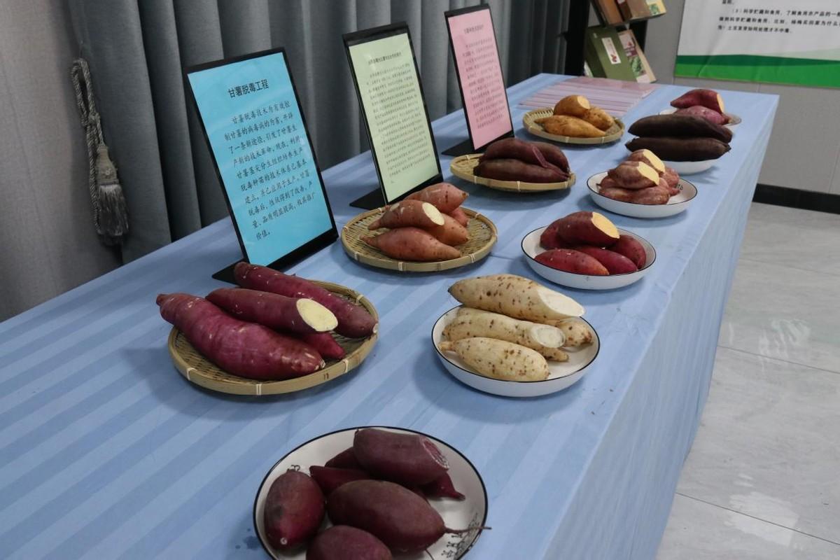 锌硒宝绿建园（绿健园锌硒咀嚼片）-硒宝网