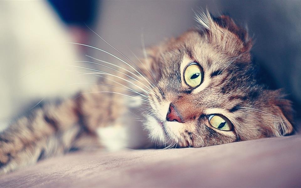 氨糖补钙吗(补钙氨糖软骨素好还是钙片好)-硒宝网