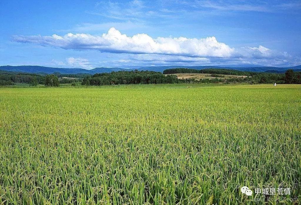 富硒大米硒含量(大米含量富硒硒含量高吗)-硒宝网
