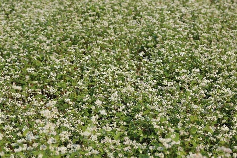 吃什么补钠效果最好的(补钠的药)-硒宝网