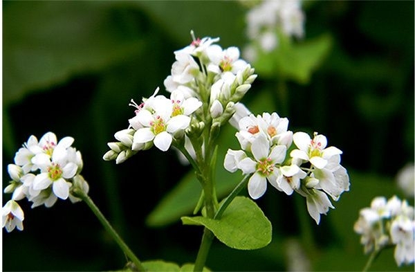 吃什么补钠效果最好的(补钠的药)-硒宝网