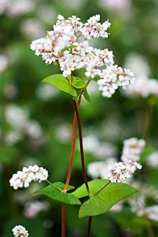 吃什么补钠效果最好的(补钠的药)-硒宝网