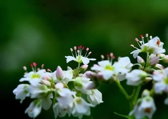 吃什么补钠效果最好的(补钠的药)-硒宝网