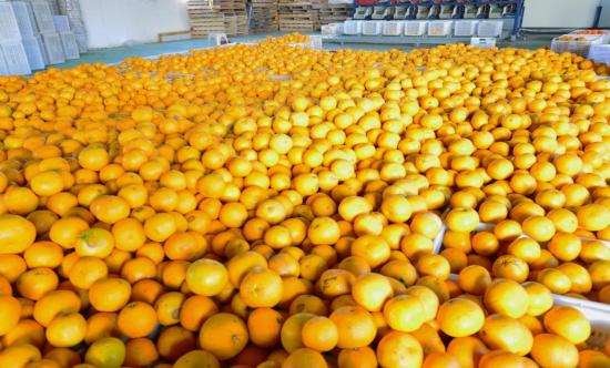 富硒农产品特色(富硒产品的特色是什么)-硒宝网