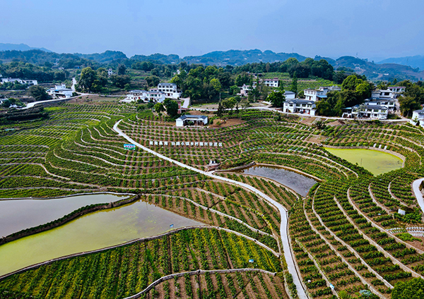 富硒农产品特色(富硒农副产品特点)-硒宝网