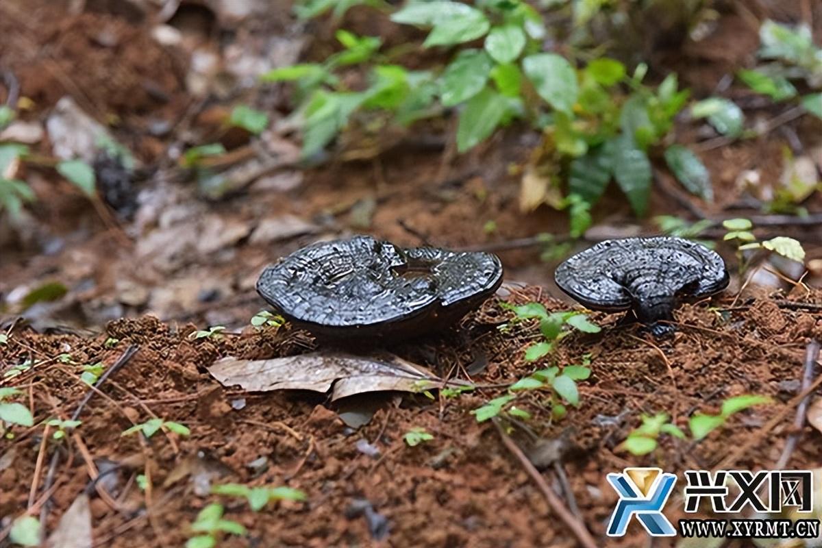 富硒灵芝孢子粉(富硒灵芝孢子粉)-硒宝网