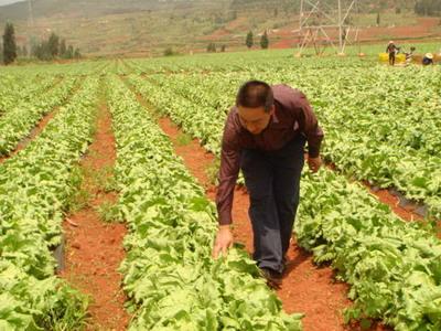 富硒大米的产地(哪里产的大米含有富硒)-硒宝网