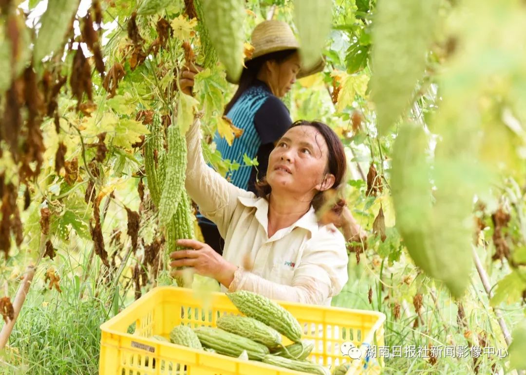 富硒蔬菜的好处（什么蔬菜富硒含量最高）-硒宝网