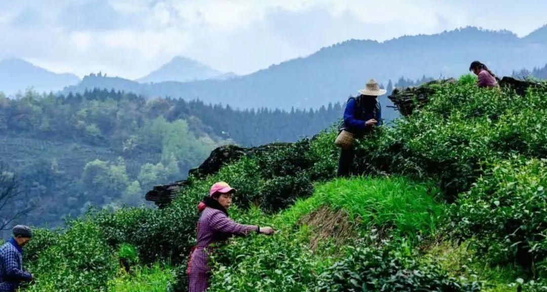 云雾恩施富硒茶（云雾茶叶价格）-硒宝网