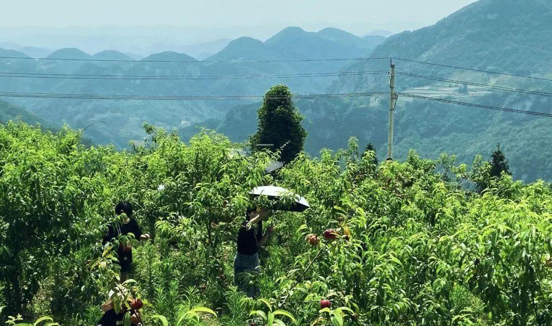 云雾恩施富硒茶（云雾茶叶价格）-硒宝网