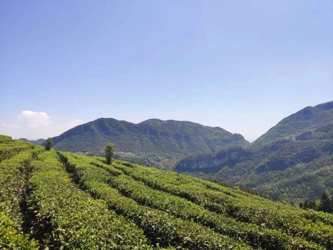 云雾恩施富硒茶（云雾茶叶价格）-硒宝网