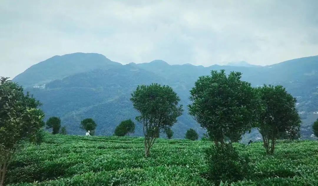 云雾恩施富硒茶（云雾茶叶价格）-硒宝网