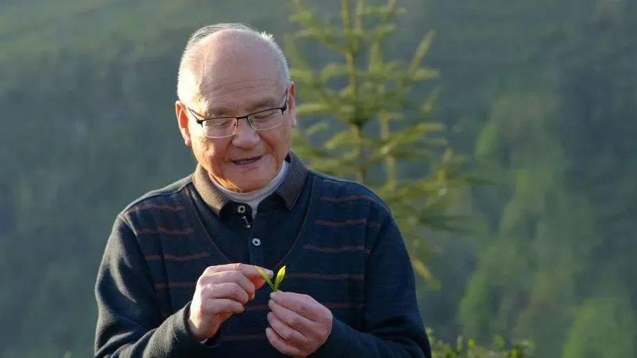 云雾恩施富硒茶（云雾茶叶价格）-硒宝网