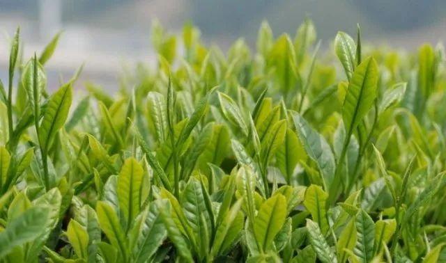 陕西富硒茶价格（陕西茶价格富硒多少）-硒宝网