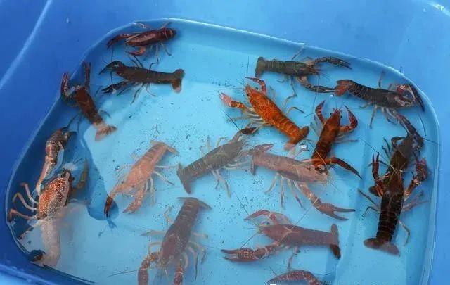 虾补钙么(虾补钙效果好不好)-硒宝网