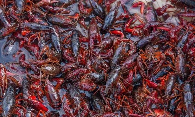 虾补钙么(虾补钙效果好不好)-硒宝网