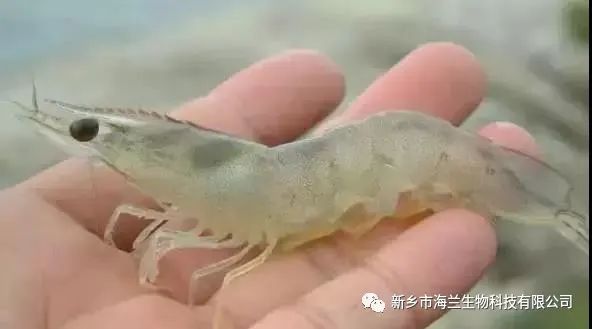 虾补钙么(虾补钙效果好不好)-硒宝网