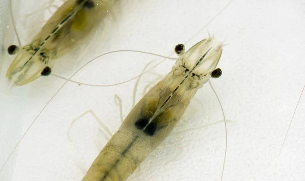 虾补钙么(虾补钙效果好不好)-硒宝网