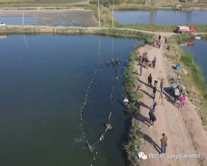 虾补钙么（经常吃虾补钙吗）-硒宝网