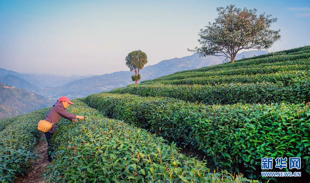 紫阳富硒茶销售(紫阳富硒茶文化)-硒宝网