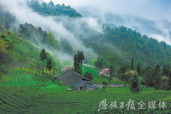 云雾恩施富硒茶（云雾富硒贡茶价格）-硒宝网