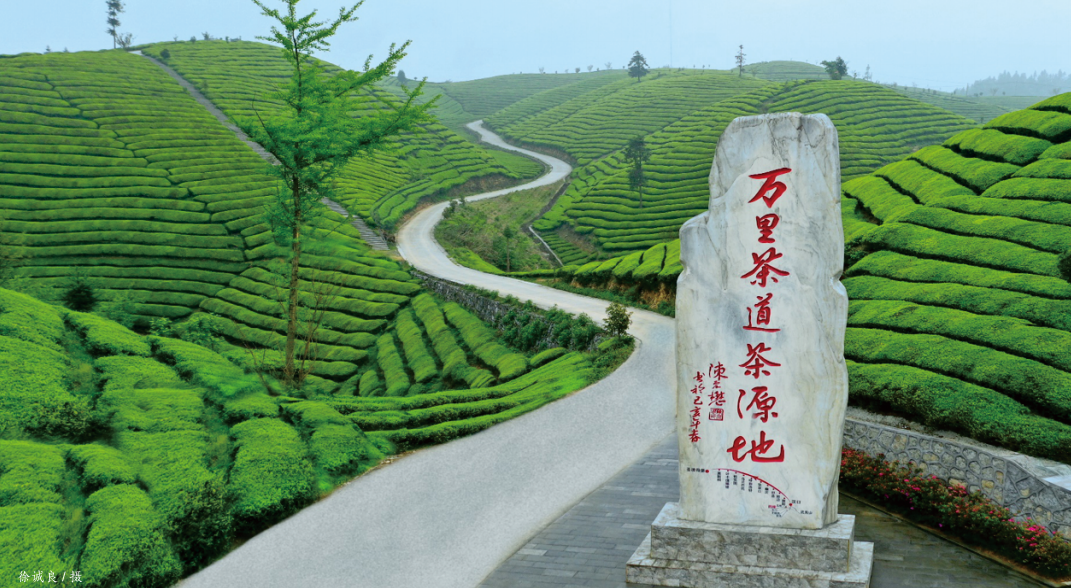 云雾恩施富硒茶（云雾富硒贡茶价格）-硒宝网