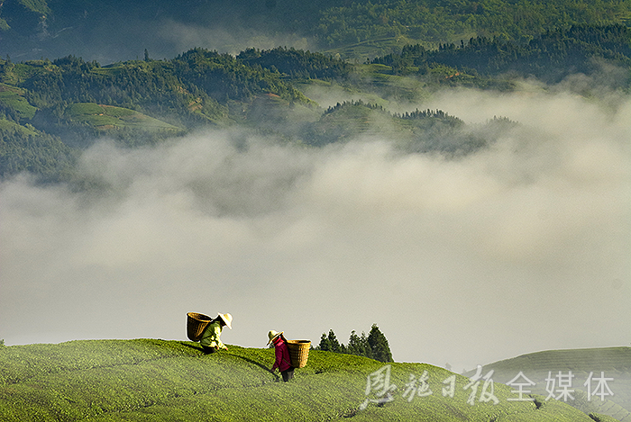 云雾恩施富硒茶（云雾富硒贡茶价格）-硒宝网