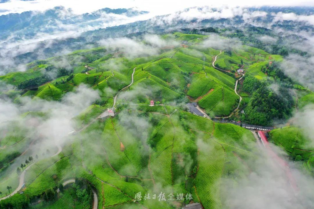云雾恩施富硒茶（云雾富硒贡茶价格）-硒宝网