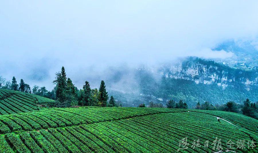 云雾恩施富硒茶（云雾富硒贡茶价格）-硒宝网