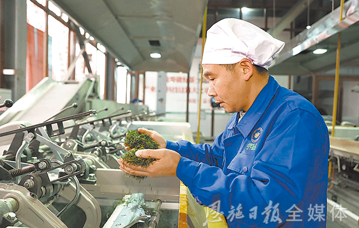 云雾恩施富硒茶（云雾富硒贡茶价格）-硒宝网