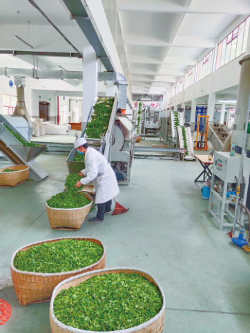 云雾恩施富硒茶（云雾富硒贡茶价格）-硒宝网