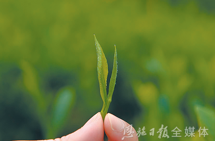 云雾恩施富硒茶（云雾富硒贡茶价格）-硒宝网