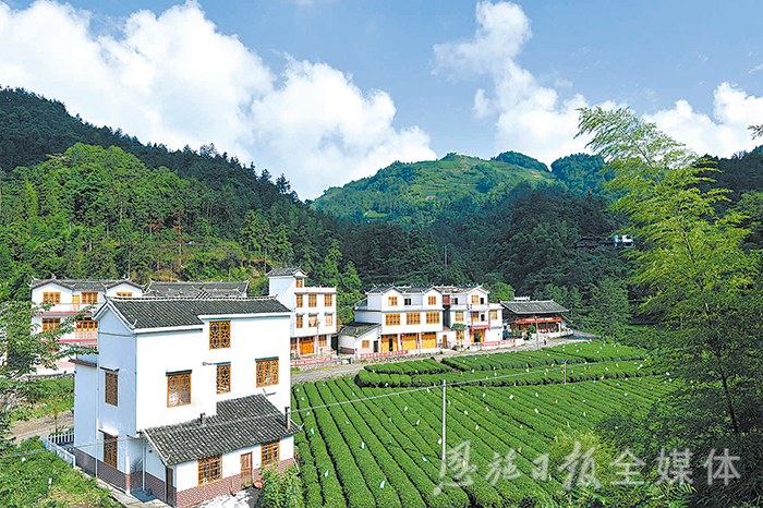 云雾恩施富硒茶（云雾富硒贡茶价格）-硒宝网