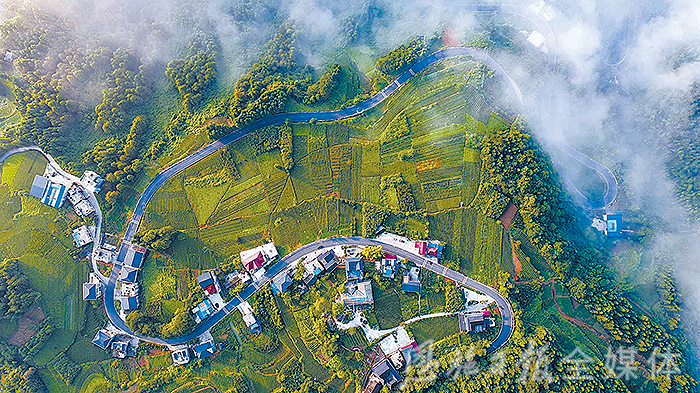 云雾恩施富硒茶（云雾富硒贡茶价格）-硒宝网