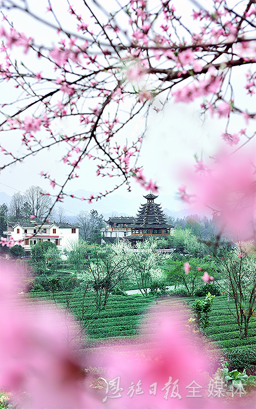 云雾恩施富硒茶（云雾富硒贡茶价格）-硒宝网