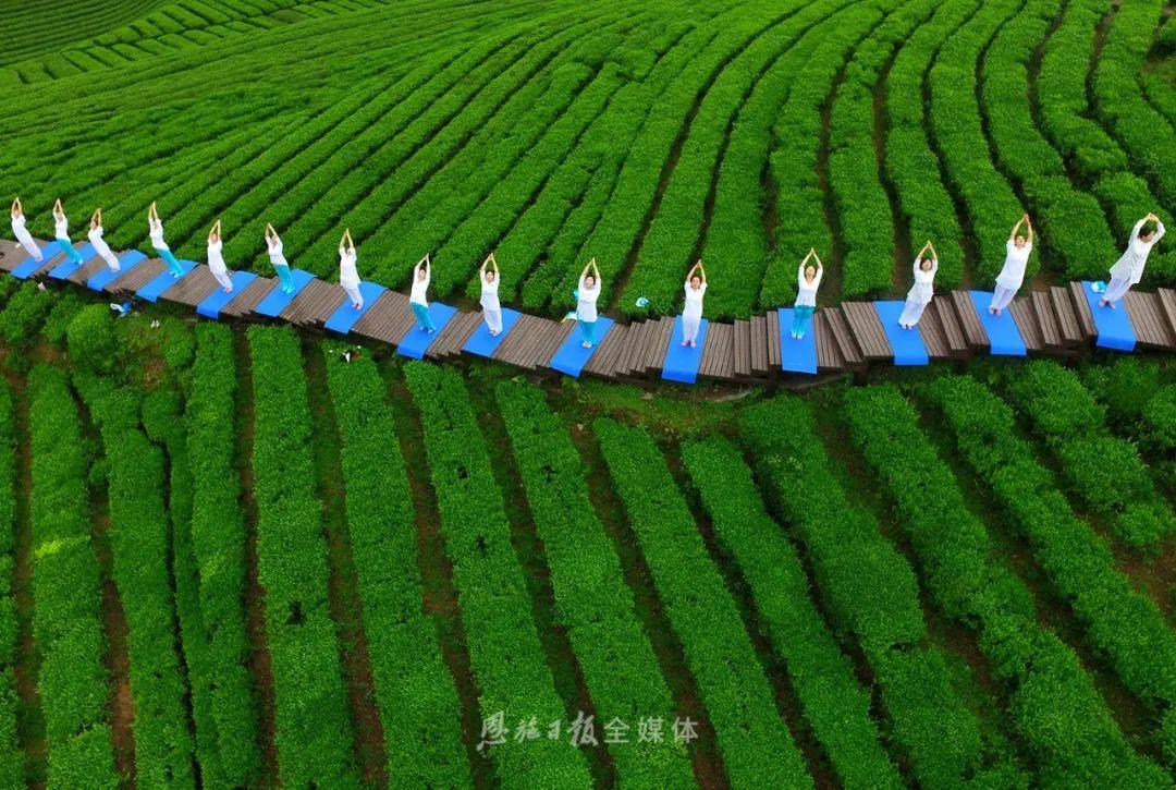 云雾恩施富硒茶（云雾富硒贡茶价格）-硒宝网