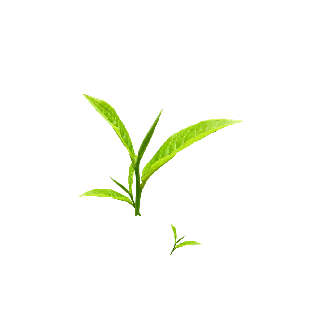 云雾恩施富硒茶（云雾富硒贡茶价格）-硒宝网