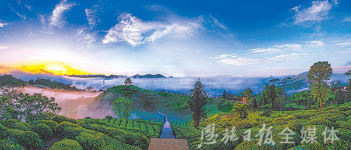 云雾恩施富硒茶（云雾富硒贡茶价格）-硒宝网