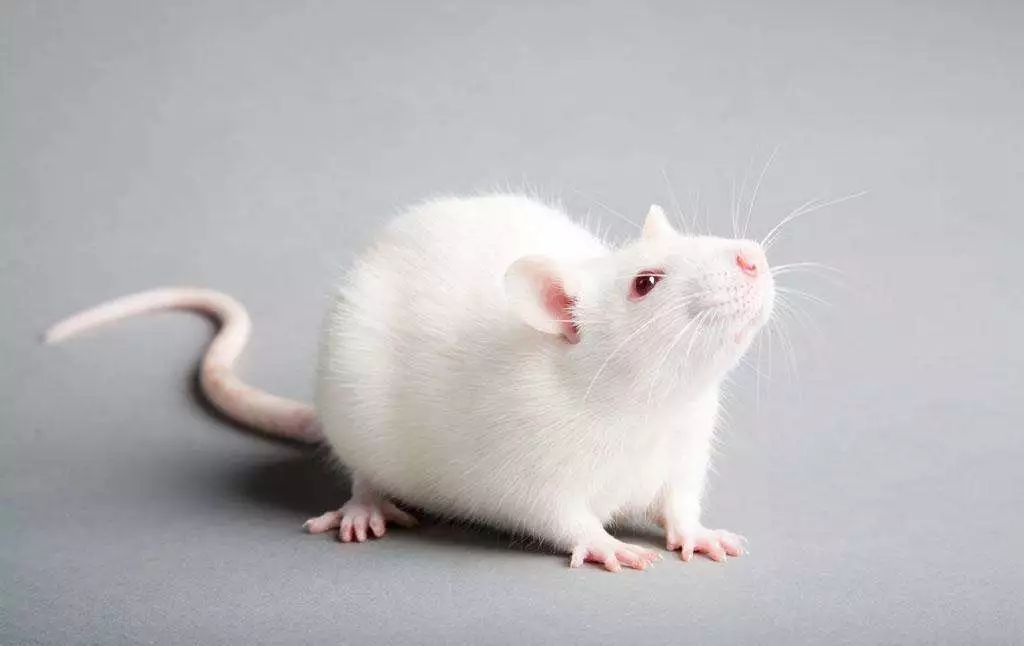 吃什么药能补硒(补硒药可以长时间服用吗)-硒宝网